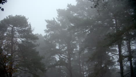 autumn woodland on a misty morning