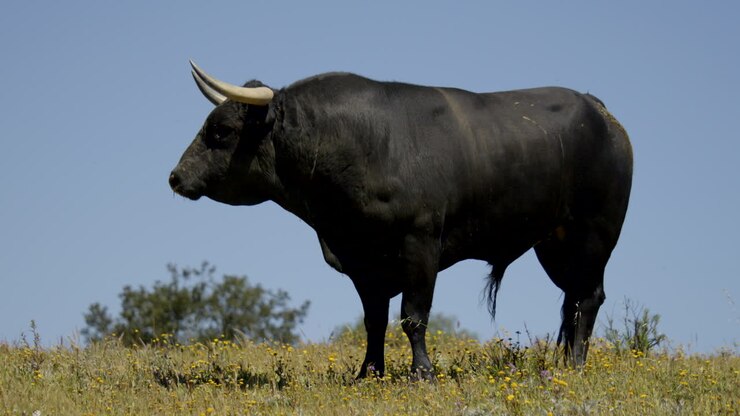 Filmato 4K di un toro arrabbiato con il cielo blu sullo sfondo