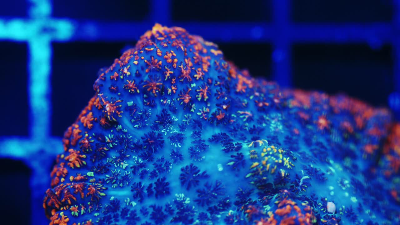 Close-up macro of a King Julius Rhodactis coral in blue, teal, orange, and yellow under actinic lighting