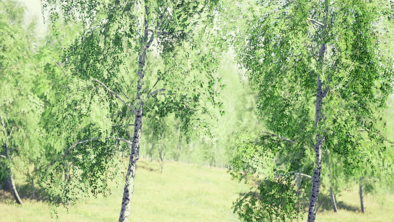 Lush green birch trees in a sunlit meadow during early summer