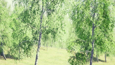 lush green birch trees in a sunlit meadow during early summer
