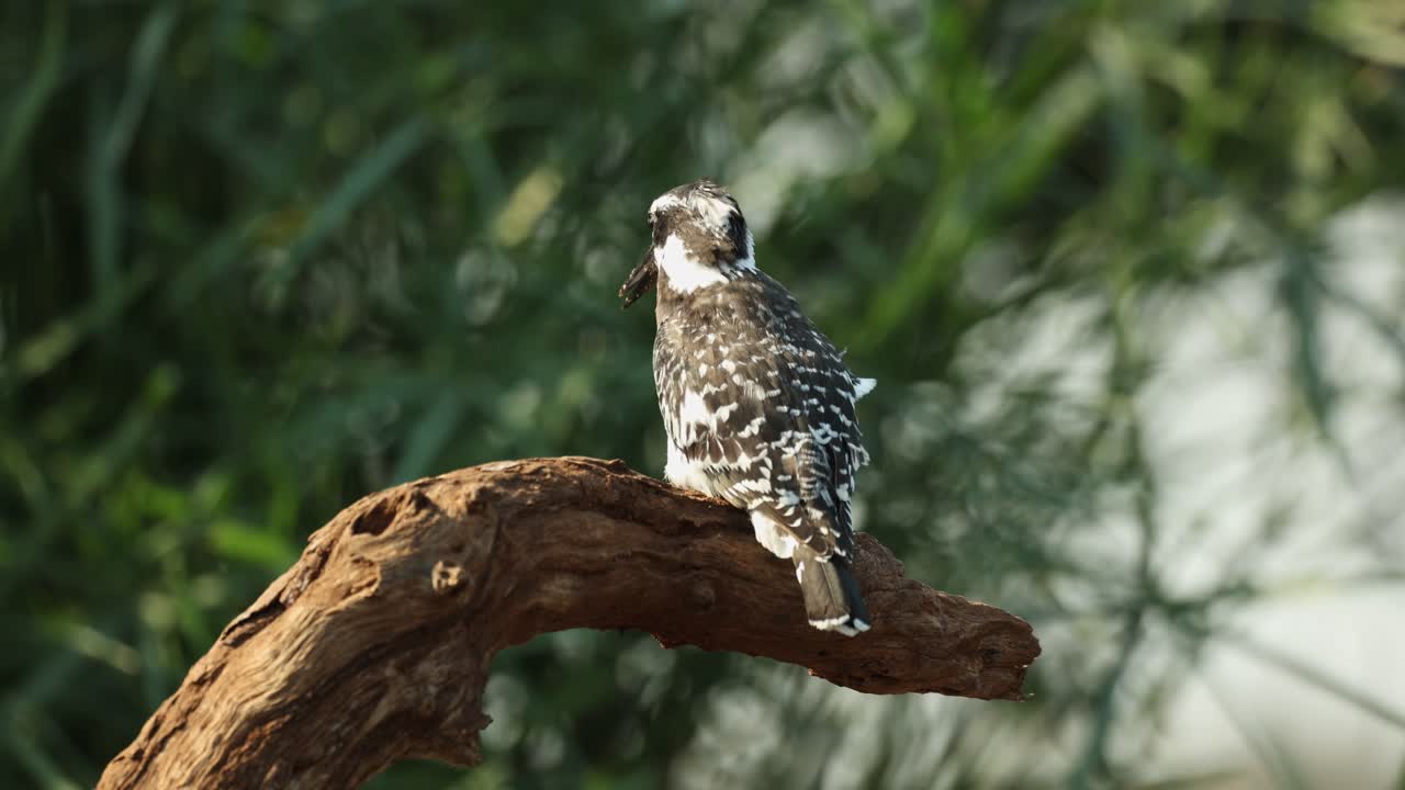 A pied kingfisher hitting a frog on a branch before swallowing it, Greater Kruger