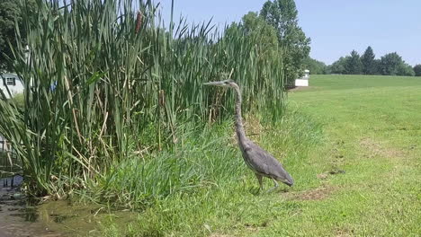 graureihervogel