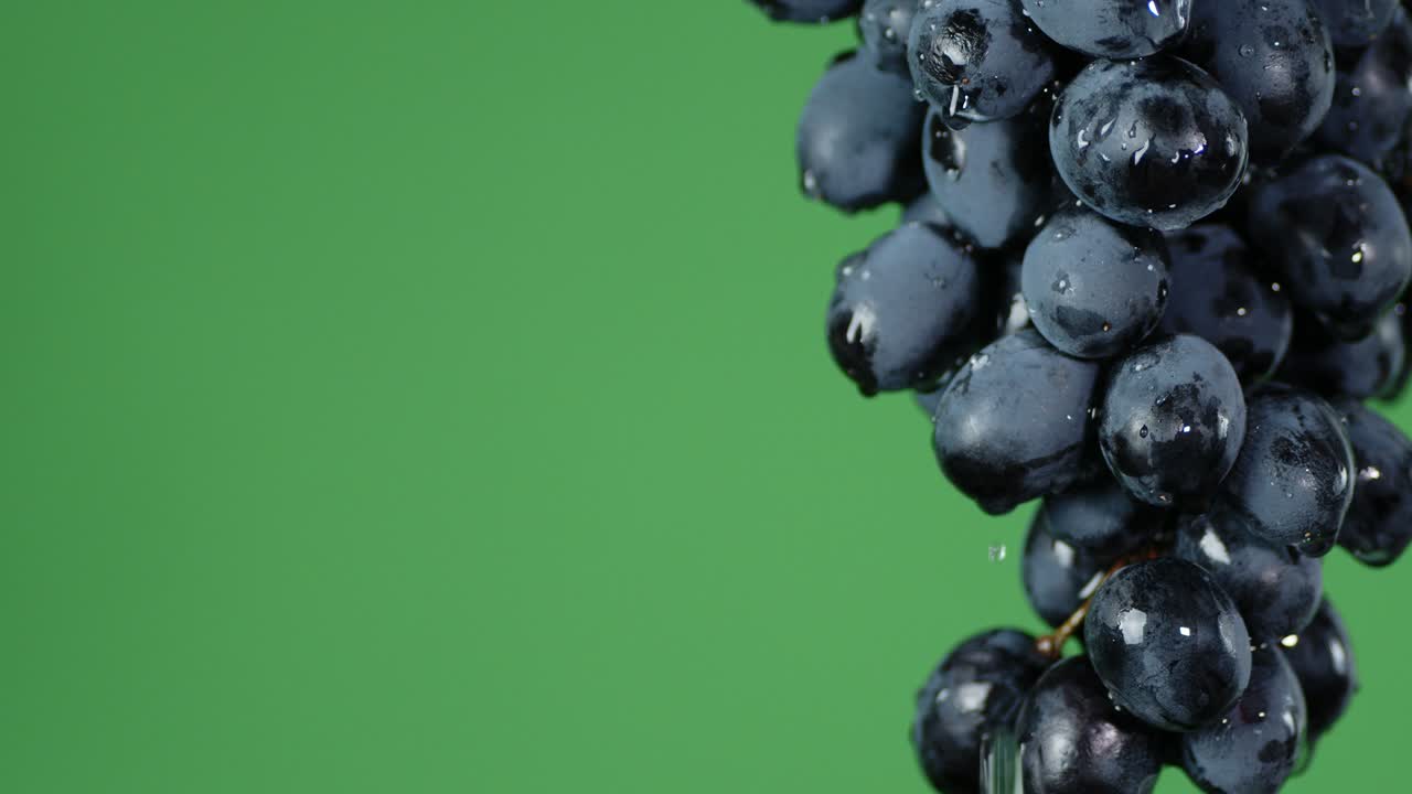 From the branches of ripe grapes dripping water.