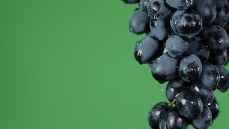 from the branches of ripe grapes dripping water.