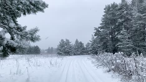 winter forest trail empty during heavy snowfall, static shot