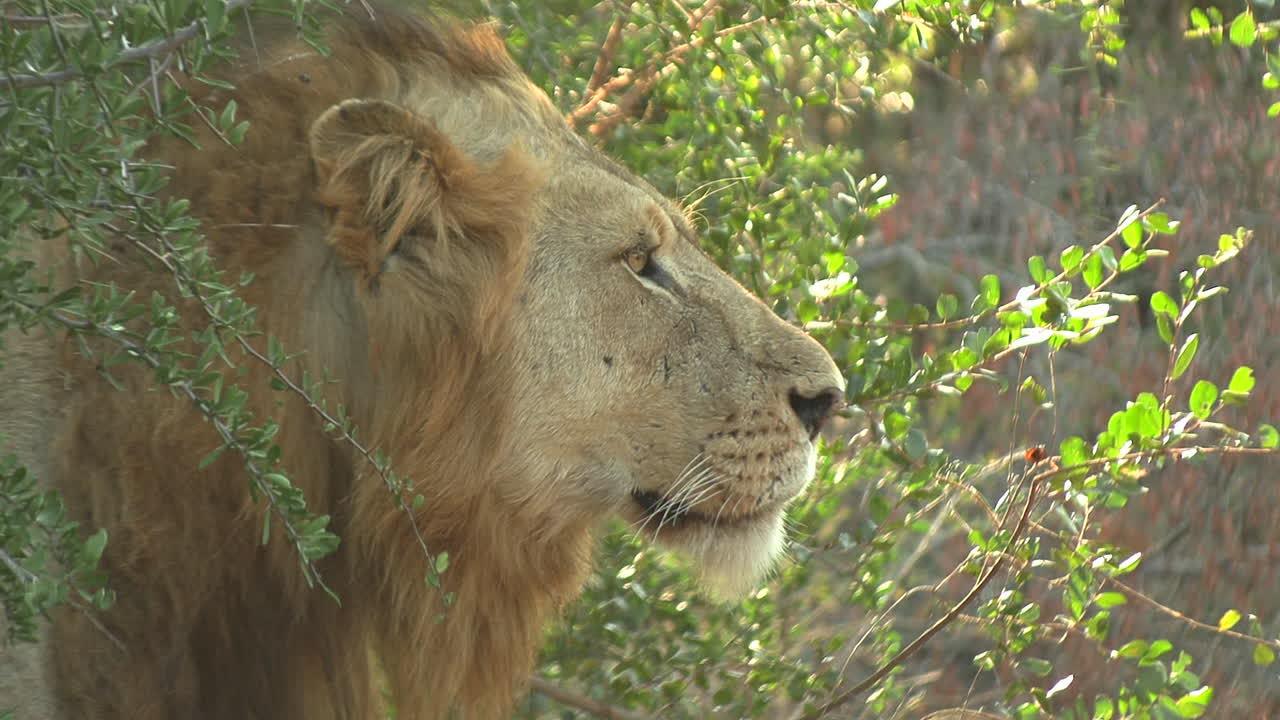 un joven león macho examina el área, incluso directamente a la cámara