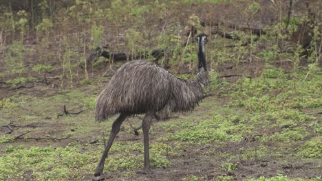 wild emu animal standing on grass while cleaning itself alone in forest, closeup