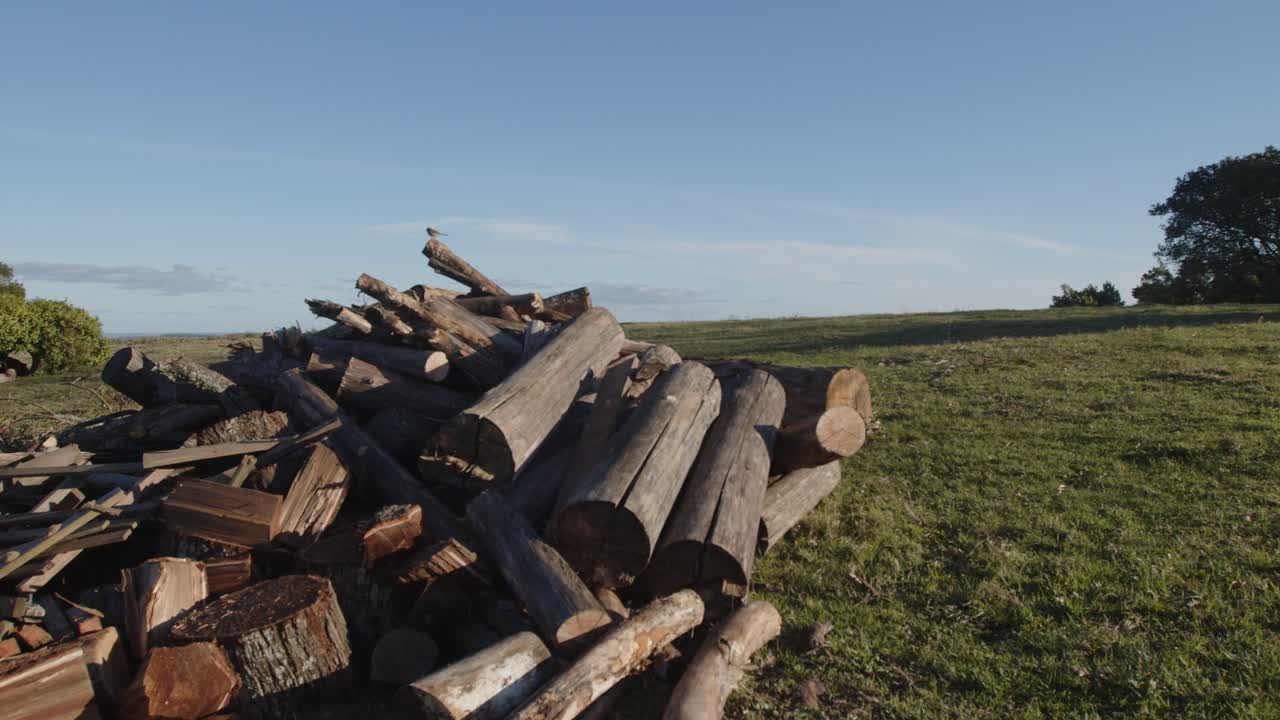 Bird flying away, standing in wood, laying on a beautiful countryside
