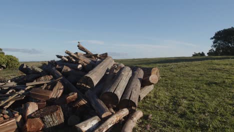 Bird-flying-away,-standing-in-wood,-laying-on-a-beautiful-countryside