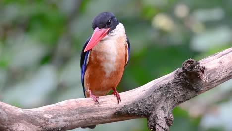 the black-capped kingfisher has a candy-like red bill and a black cap which is found in thailand and other countries in asia