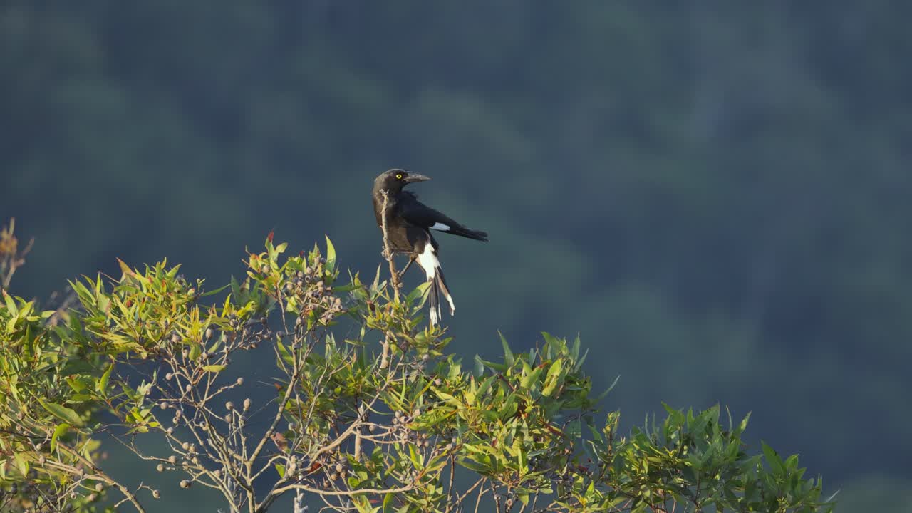 pájaro currawong posado en las ramas del eucalipto