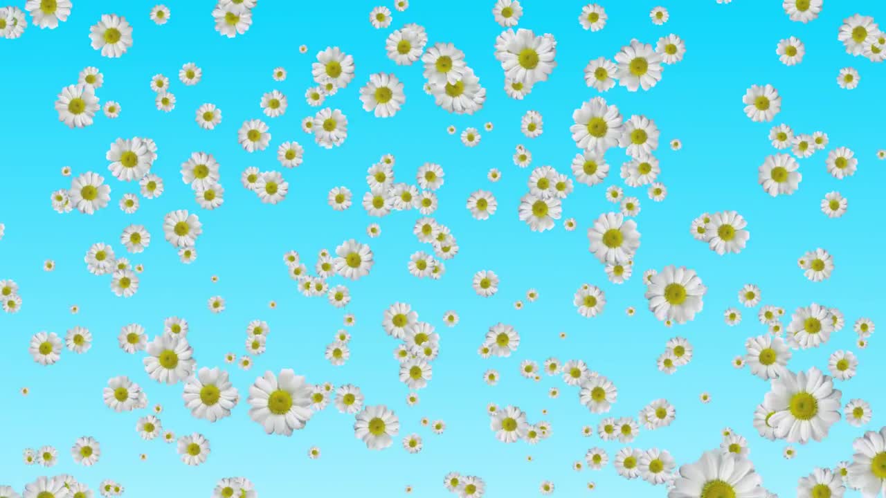 흰 꽃 가을 결혼식 헌신 영적 애니메이션 모션 배경