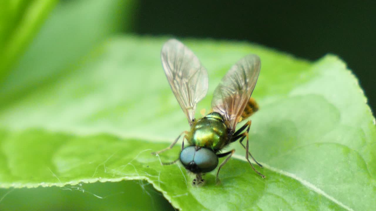 foto macro de una mosca dorada y verde con un ala ligeramente apagada