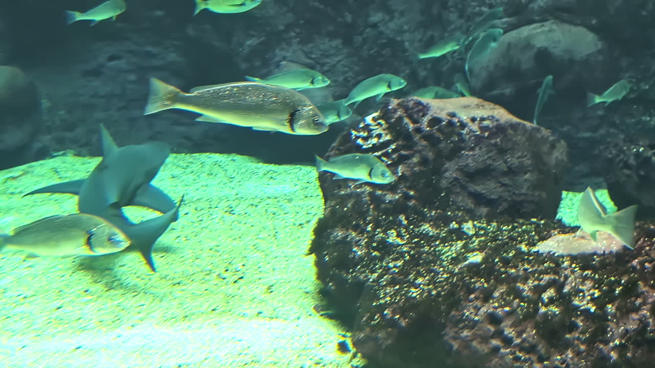 Powerful reef shark swimming close to bottom