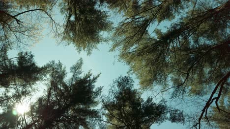 Slowly rotating low angle of Eastern white pines (Pinus strobus) in New England in the summer