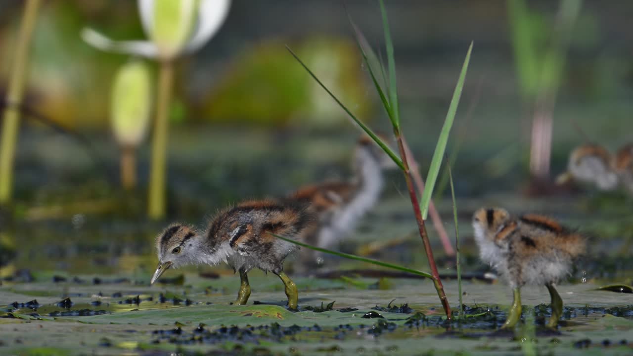 Bellissimi pulcini di Jacana che si nutrono in uno stagno di ninfee al mattino.