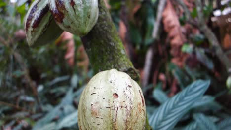 árbol-De-Cacao-Con-Frutos-De-Cacao-En-El-Bosque,-Ingrediente-De-Chocolate