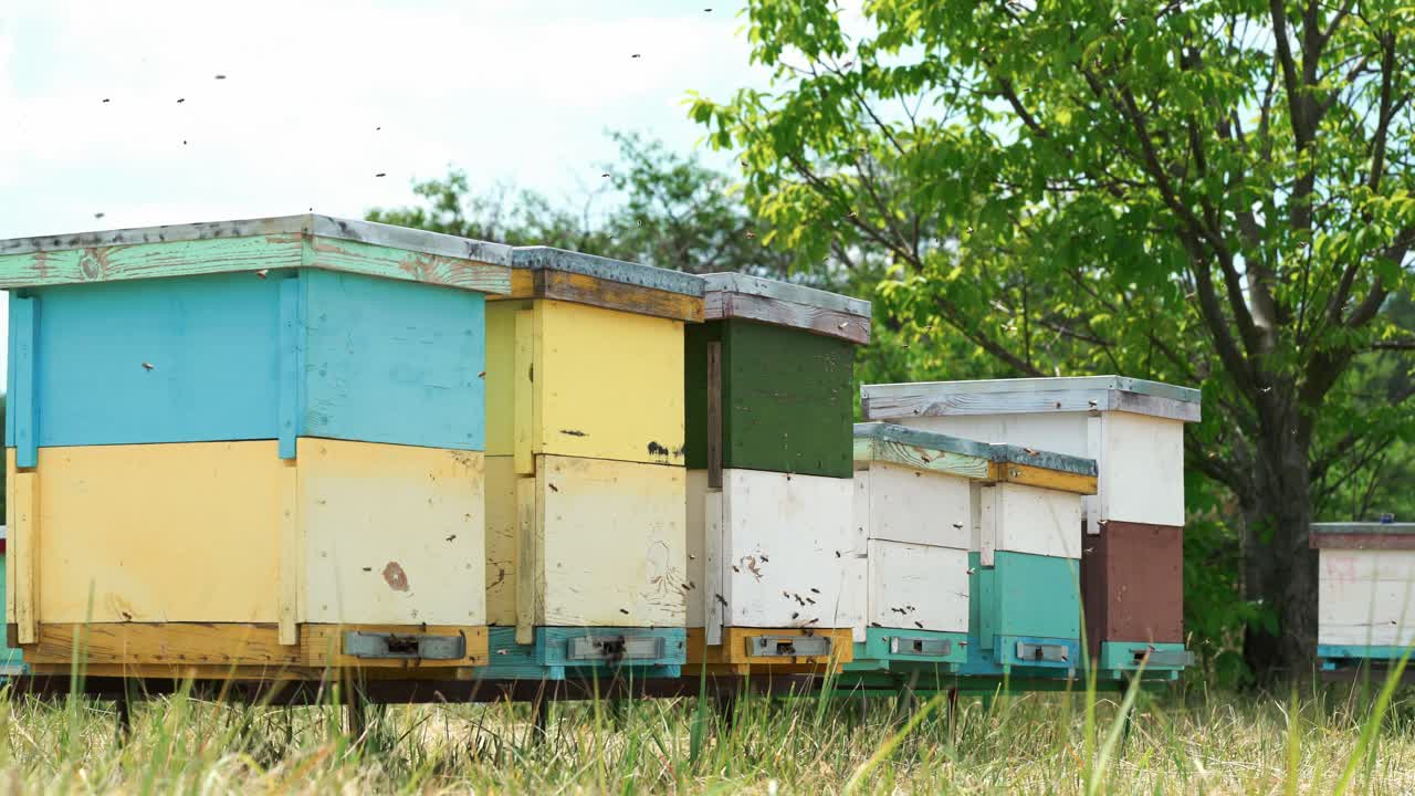 Apiary. Bees flying around the Beehive.