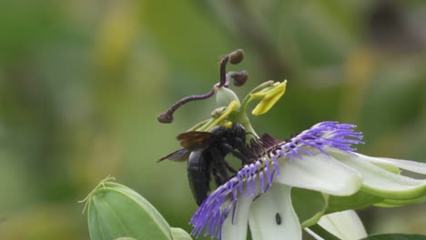primer plano de una flor de la pasión de la corona azul y abejorros negros que vuelan para recolectar néctar y ayudar a la polinización