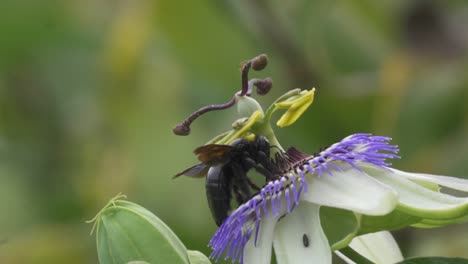 close up of a blue crown passion flower and black bumblebees flying to collect nectar and help pollination