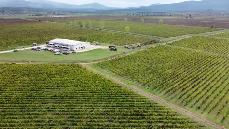a wonderful view of people in a beautiful vineyard
