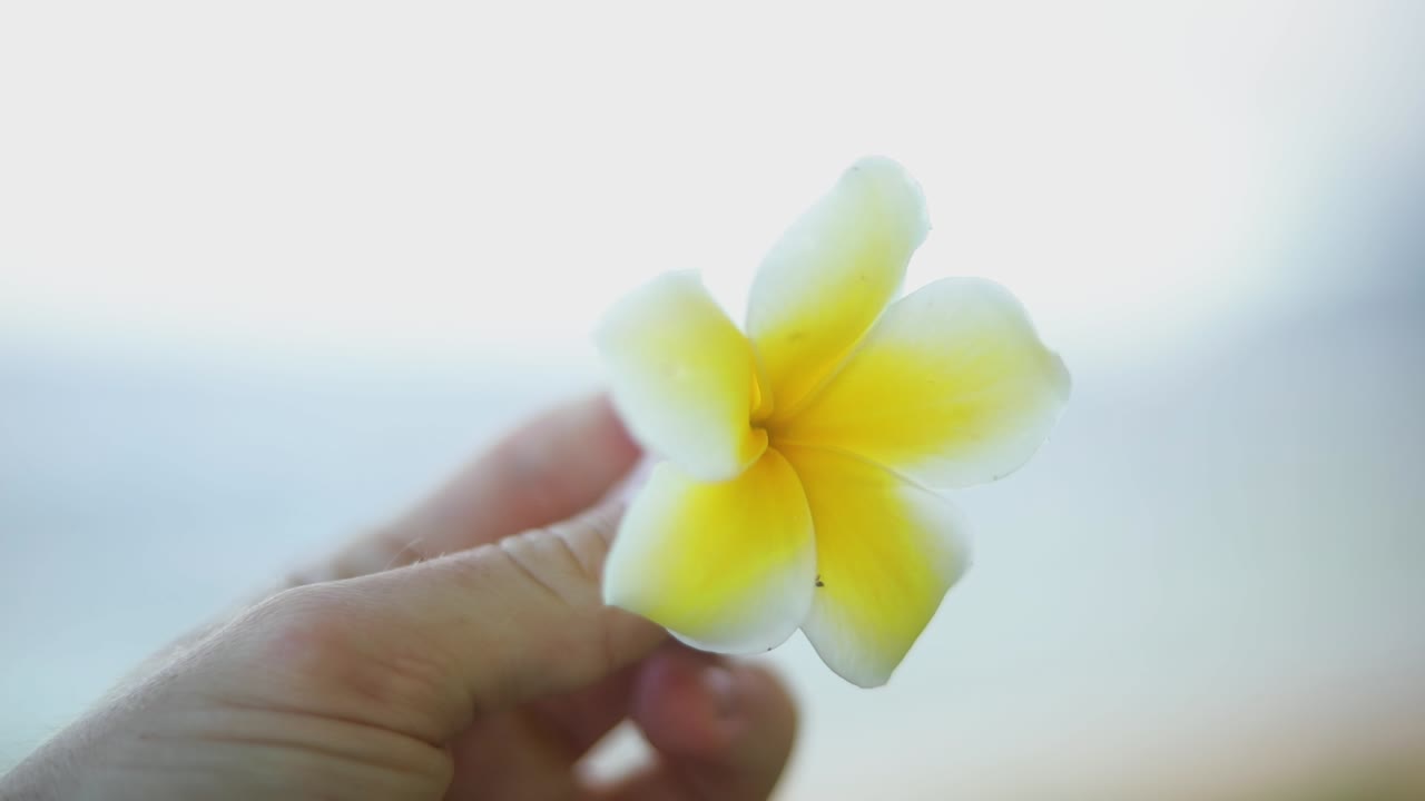 toma en cámara lenta de alguien girando una hermosa flor hawaiana amarilla