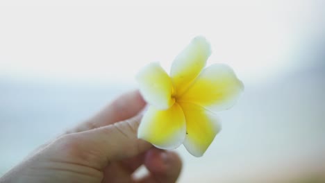 Slow-Motion-shot-of-someone-spinning-a-beautiful-yellow-Hawaiian-Flower