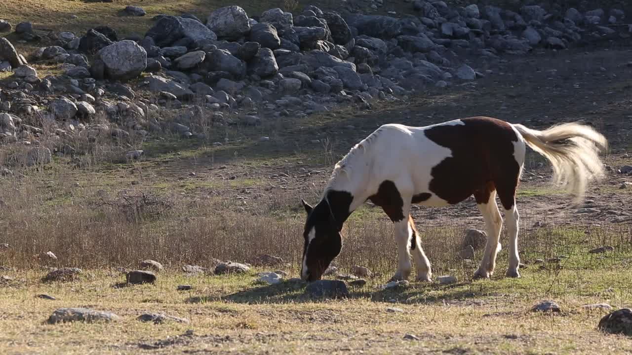 caballos pastando al atardecer con luz de fondo en las montañas de san luis, argentina