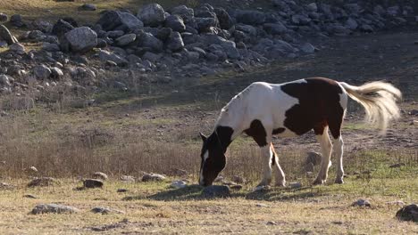 Pferd-Grast-Bei-Sonnenuntergang-Mit-Hintergrundbeleuchtung-In-Den-Bergen-Von-San-Luis,-Argentinien