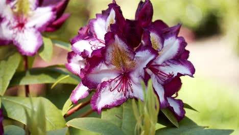 gorgeous purple and white flower on a calm, warm sunny day