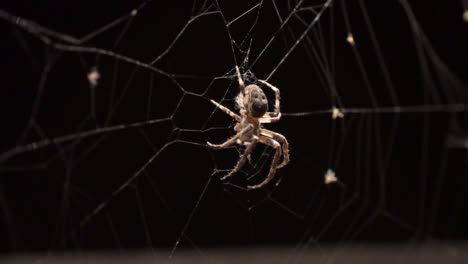 Mientras-El-Viento-Mueve-La-Telaraña,-Una-Araña-Se-Sienta-Quieta-En-Ella-En-La-Oscuridad