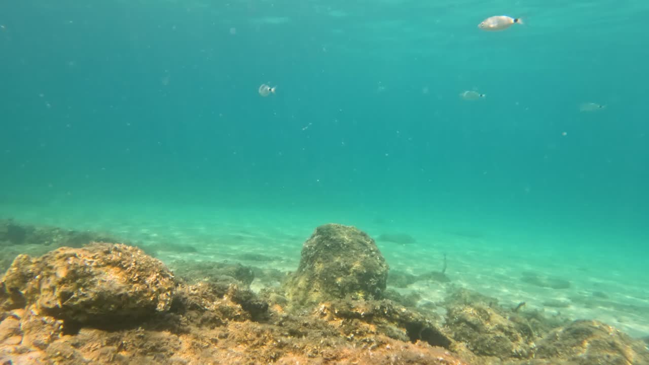 Primer plano de un pez oblada nadando cerca del fondo rocoso en aguas azules y cristalinas del Mediterráneo