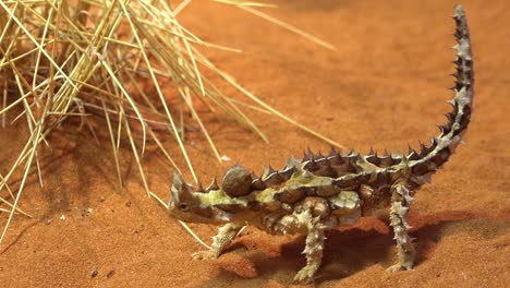 Un-Diablo-Espino-Australiano-Criatura-Puntiaguda-En-La-Arena-Del-Desierto