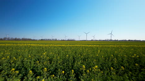 Low Altitude Flying Over Rape Agriculture Yellow Farming Flowers in Bloom, Wind Turbine Farm in Background