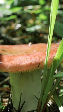 rain-soaked mushroom in the forest