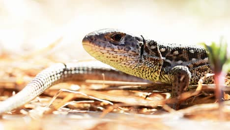 lacerta viridis - green lizard, in dry grass, staying in the sun warming up