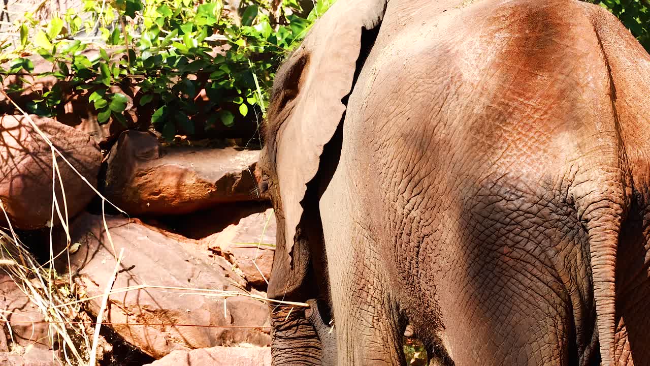 동물원 에서 환경 과 상호 작용 하는 코끼리
