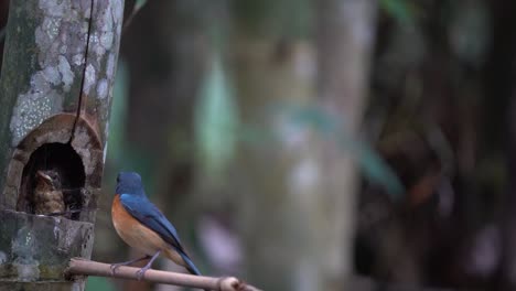 the father of the worm flycatcher bird is cleaning his child's droppings and throwing them away