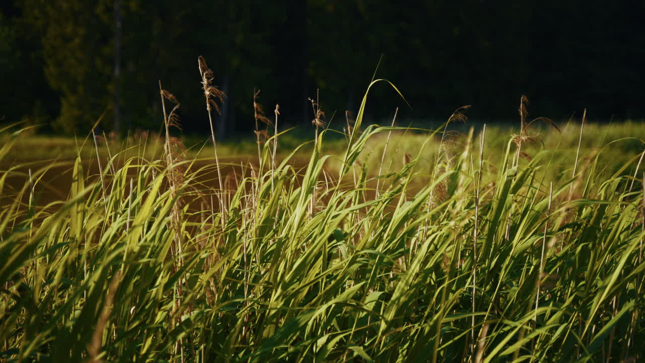 Tall Grass Field at Sunset
