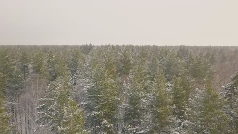 aerial-motion-over-pine-and-bare-tree-wood-under-cloudy-sky