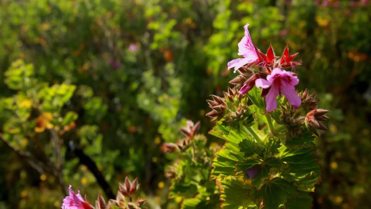 ⁇ 은 날에 시골에 있는 꽃 식물 4k