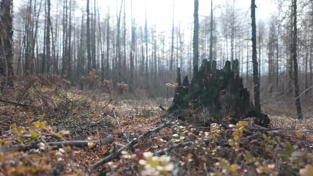 Bärbuskar och en gammal stubbe i Jakutiens vårskog