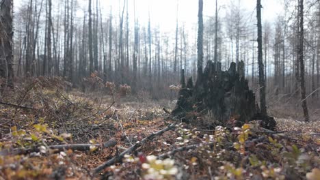 berry bushes and an old stump in the spring forest of yakutia