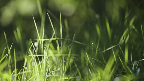 Briznas-De-Hierba-Verdes-Frescas-Adornadas-Con-Gotas-De-Lluvia