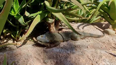 dragón barbudo yace en la sombra bajo una planta en el hijo de marrocos