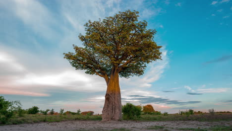 árbol baobab en el parque nacional nxai pan en botswana