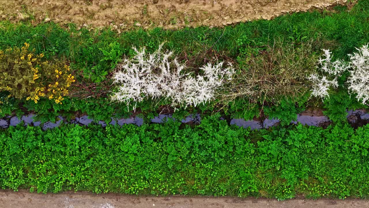 Ripresa aerea con drone di cespugli selvatici in fiore ai margini del sentiero.