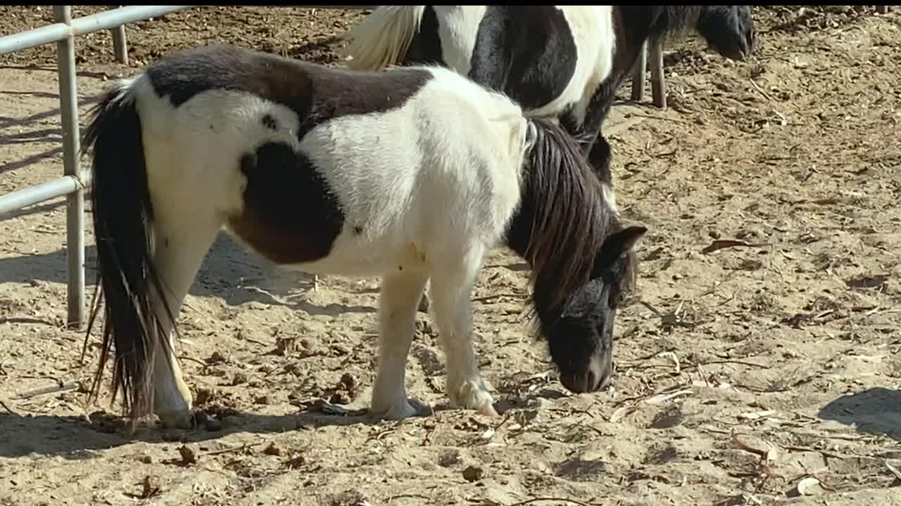 caballo poni marrón y blanco, buscando comida en la arena, dentro de una valla, pan shot
