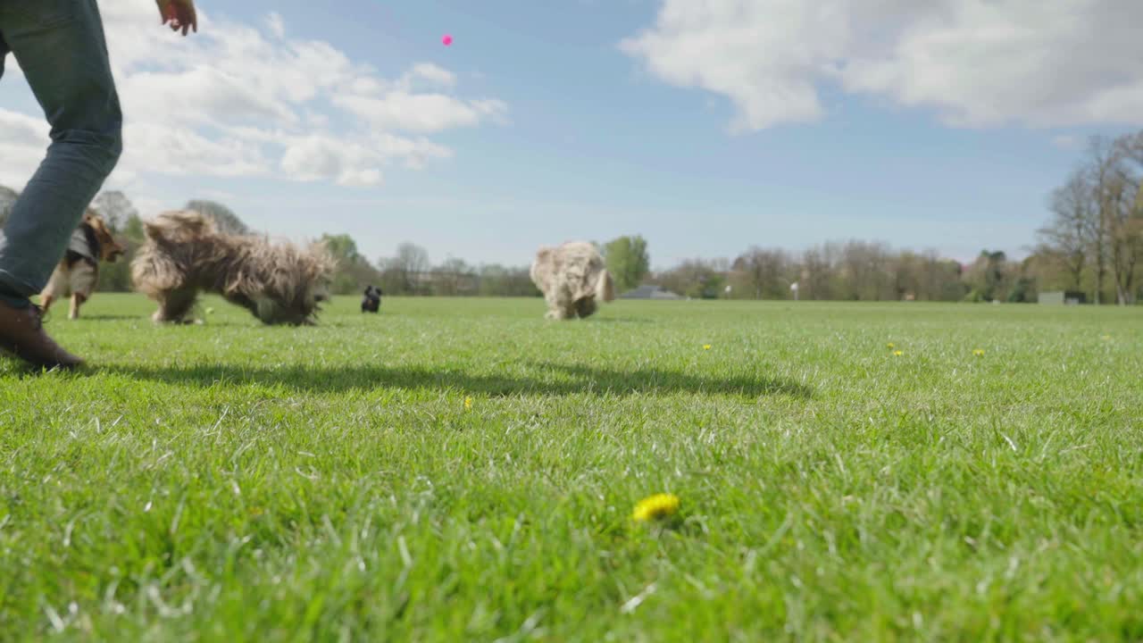 Un uomo e i suoi 5 cani, tra cui un bassotto, un cocker spaniel, un pastore tedesco e due bearded collie, giocano e corrono con il bel tempo in un parco locale.